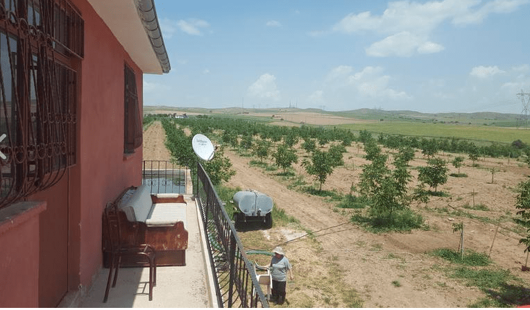 Walnut Orchard consisting of chandler and fernette varieties supplying to 5+ local dealers.