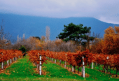 Fantastic Olive Orchard And Vineyard