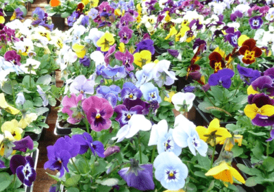 Landscaping And Grounds Maintenance Business In Yorkshire For Sale