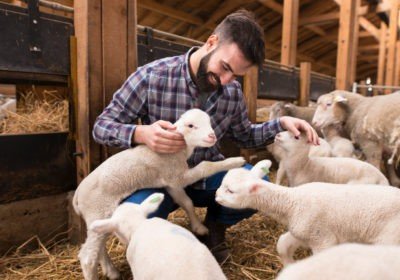 Sheep farming business planning