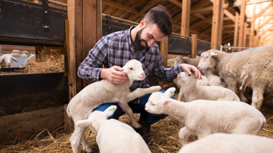 Sheep farming business planning