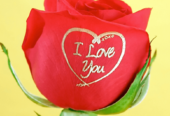 Speaking Roses – Unique Gift Business Opportunity